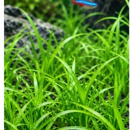 5 Biji Benih Tumbuhan Akuarium Dwarf Sagittaria (Sagittaria subulata) Aquarium Plant Seed – Aquatic 