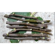 Iraqi fig cutting / Keratan batang pokok tin Iraqi (Ficus Carica)(Tahan lasak)