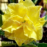 Ornamental plant frangipani adenium ebay us Japanese Frangipani plant seeds stacked