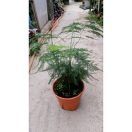 Asparagus Fern 🌱Live Plant with pot size 150mm