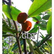 ANAK POKOK MENTEGA (SERALAT / BISBUL /KEREMAK)