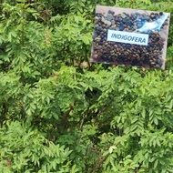 Indigofera Seeds •300 Pcs/Pack• Forage Seeds