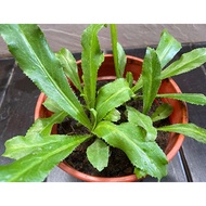 Fresh Thai Coriander Live Plant for Home Gardening – Culinary Indoor & Outdoor Plant for Kitchen Use