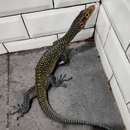 varanus doreanus blue tail monitor no salvator iguana biawak