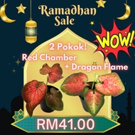 [Botanika.KL] Caladium Dragon Flame + Caladium Red Chamber Combo🍀 Pokok Keladi Hidup Pokok Hiasan Rumah Indoor Plant