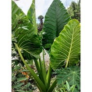 Keladi Gajah bibit/anak