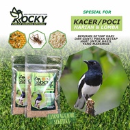 PAKAN BURUNG KACER POCI