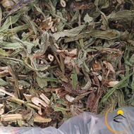 Medicinal herbs with leaves and dried Northwest forest dandelion type 1 from fresh dandelion. Freeze