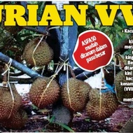 Durian Asfa 50 VVIP Premium,Gabungan 4baka Durian Terbaik(2kaki)/MthG