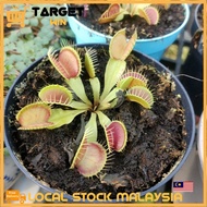[1 POT] Real Plant Carnivorous Plant Venus Live Flytrap Dionaea Muscipula