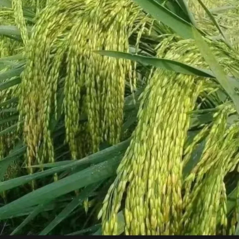 benih bibit padi IF 16 kualitas unggul hasil melimpah kemasan 5 KG