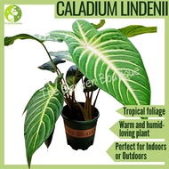 [Local Seller] Caladium Lindenii Houseplant Indoor Plant Outdoor Plant Pot Size 9cm | The Garden Boutique - Live Plant