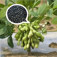 10 seed/ biji benih Dwarf BLACK EDAMAME Kacang bulu renek (hitam) untuk ditanam