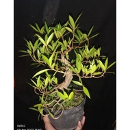 BEST SELLER bonsai beringin California ficus California jadi