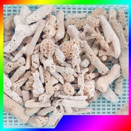 【1KG】 Coral Stone Coral Bone Batu Karang ikan Aquarium Batu Hiasan Filter Aquarium Fish Tank Biologi