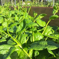 30 เมล็ด ผักปลัง ผักปั๋ง ผักปลังเขียว (Ceylon Spinach) Giant Malabar Spinach Seeds