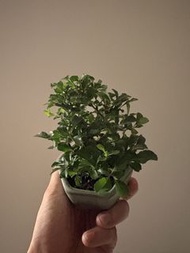 日本長壽梅$350（清位）