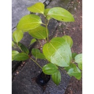 Anak pokok kayu manis Ceylon (tut)