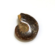 [Baojun Crystal Pavilion]~Ammolite Fossil Mini Spotted Snail (Ammolite) AMC