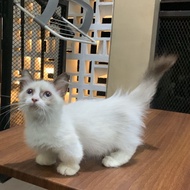 kucing persian munchkin motif ragdoll betina