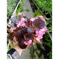 "Murnistore" Begonia Cucullata Begonia Bunga Pink
