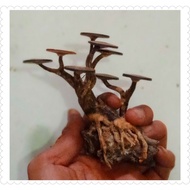 Bonsai mini aquascape Already bonus Moss wipping