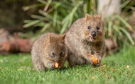 Sydney Zoo Ticket