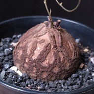 很圓) 南非龜甲龍   4.6cm   連 花盆 塊根 植物 盆栽 Plant  caudex 非象牙宮【實拍。只此一盆】 👑 9年老店