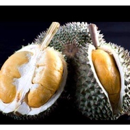 anak pokok durian duri hitam/black thorn hybrid