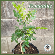 TERMURAH - Bahan Bonsai Kemuning / Kemuning Lokal / mikro