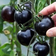 【大目】農家黑珍珠櫻桃小番茄種子 種籽四季盆栽陽臺蔬菜種子 種籽迷你西紅柿種籽hxmm