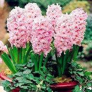 Hyacinth Bonsai, Planta garden flower plants, Indoor Plant Easy Grow In Pots, Bonsai plant flower for home garden Planting