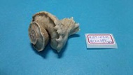 superlin30 a157-0301 瑪娃花仙螺 (41.2*39.5 mm)
