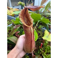 Pitcher plant