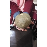Pokok Indian Bael / Vilvam  / pokok hidup / tahan panas