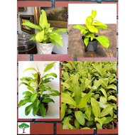 SJH - Philodendron malay gold / 金黄心叶蔓绿绒 [Real Plant/Live Plant/Pokok Hidup]