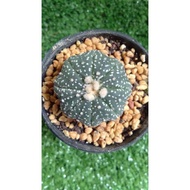 Hot SalesAstro Star Shape..