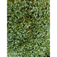 Anak pokok cili (cili padi bara)