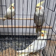 BORONGAN Falk Lutino Sepasang Falk Pearl Betina BANDUNG