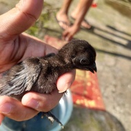 Anak Ayam Cemani / Ayam Hitam