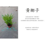 心栽花坊-黃椰子/3吋/小品盆栽/觀葉植物/售價50特價40