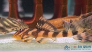 Pleco L168 /Brazil Butterfly Pleco /Wild Pleco /Pleco /Freshwater 巴西蝴蝶异型/野生异型鱼/异型鱼(Sin Quan Aquacult