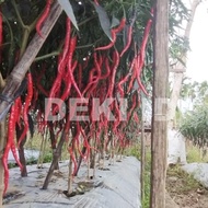Benih Cabe Awe Aceh Bibit CMK Cabai Merah Keriting 10 Gram terlaris