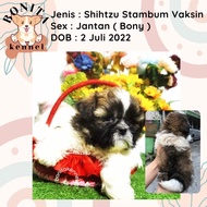Jual Anjing Shihtzu Pure Stambum Anakan Anjing Shihtzu Betina