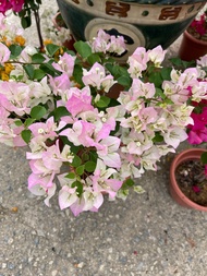 Bougainvillea white mix pink flower medium pot real live plant free extra organic fertilizer 0.5kg free delivery