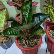 aglaonema black moonlight