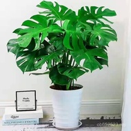 Four Seasons Potted Plants Big Leaf Green Plants Four Seasons Flowers Good Raising Monstera Purifica