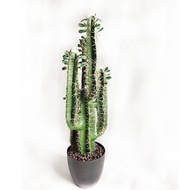 Simulation Cactus Cactus Cactus Cactus Pillar Potted Plant Simulation Green Plant Tropical Fake Land
