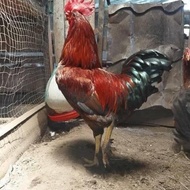 Fertil Telur Fertil Ayam Larmod/Layer Modif Indukan Besar Untuk Di Tetaskan Terlaris