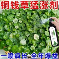 有機肥 花肥 開花肥 肥料 氮磷鉀 磷鉀肥 磷酸二氫鉀  【四季常綠】銅錢草營養液防黃葉治干枯催發芽爆滿盆免稀釋專用肥